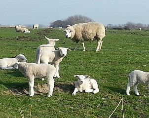 Guest house 011702 - Holiday property Texel - Villata, Villapark Residentie Texel