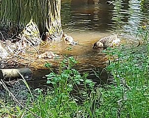 Verblijf 0125801 - Vakantiewoning West-Vlaanderen - De Geestigaard