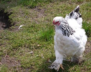 Guest house 020402 - Holiday property East Flanders - Bvba kitty