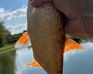 Guest house 0218708 - Holiday property East Flanders - Black Pearl