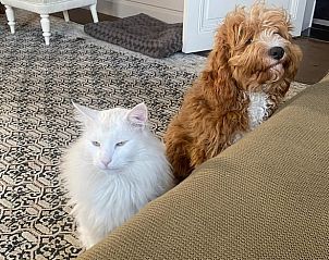 Guest house 0226101 - Holiday property East Flanders - Vakantiehuisje in Erwetegem