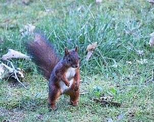 Verblijf 02547003 - Vakantiewoning Eifel / Moezel / Hunsrück - Vakantiehuis in Abenden