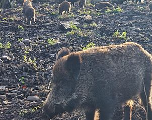 Verblijf 02547004 - Vakantiewoning Eifel / Moezel / Hunsrück - Vakantiehuis in Abenden