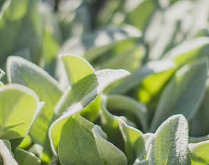 Verblijf 02610501 - Vakantiewoning Noordrijn-Westfalen - Huisje in Goch