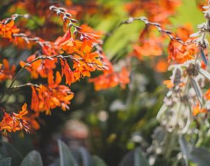 Verblijf 02610501 - Vakantiewoning Noordrijn-Westfalen - Huisje in Goch