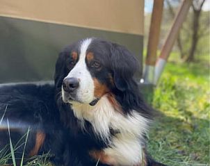Geniet van de rust in de Safaritent in Utscheid, Rijnland-Palts, met een hond die ontspant op het gras voor de glamping lodge.