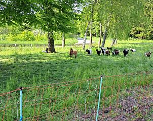 Unterkunft 0280103 - Ferienhaus Sauerland - Am Sternberg Frankenau