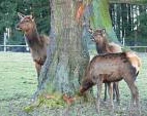 Unterkunft 0280103 - Ferienhaus Sauerland - Am Sternberg Frankenau