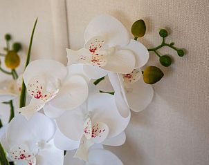 Guest house 030254 - Chalet Terschelling - Rhobin