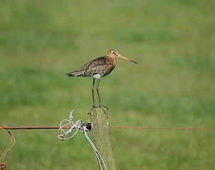 Guest house 030373 - Chalet Terschelling - De Branding