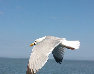 Guest house 030373 - Chalet Terschelling - De Branding