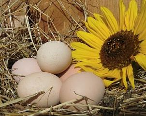 Geniet van landelijke charme bij Ferienhof am Biberbach in Hrselberg-Hainich, Thringen, Duitsland met verse eieren en zonnebloemen.