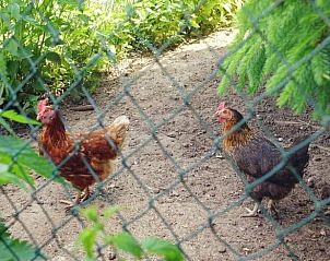 Verblijf 03314014 - Vakantiewoning Beieren - Vakantiehuisje in Oberstaufen