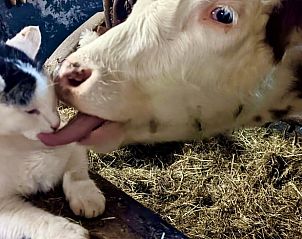 Verblijf 03372301 - Vakantiewoning Beieren - Huisje in Samerberg