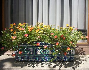 Bloemenpracht op het terras van Bed and Breakfast 't Zuid, Antwerpen, voor een kleurrijk en rustgevend verblijf.