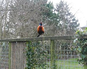 Fazant op hek in tuin van vakantiehuis Skries, Nes, Ameland, in natuurlijke omgeving.