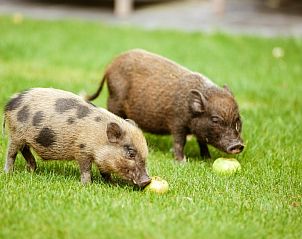 Verblijf 0418502 - Vakantiewoning Antwerpen - Amand'eau