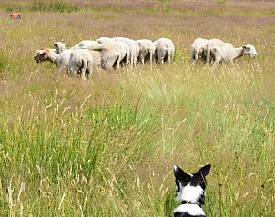 Verblijf 043209 - Vakantiewoning Antwerpen - Oehoe 