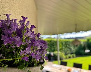 Blooming flowers adorn the terrace of Holiday Home in Malle, ideal for a relaxing stay in Antwerp.