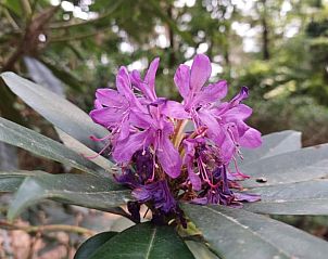 Verblijf 044210 - Vakantiewoning Antwerpen - Vakantiehuis in Lille