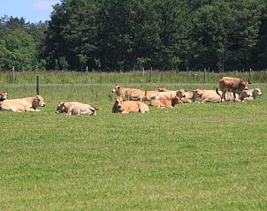 Verblijf 04518106 - Vakantiewoning Centre - Vakantiehuis in méry-es-bois