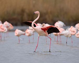 Verblijf 04629116 - Appartement Languedoc / Roussillon - Appartement La Frégate