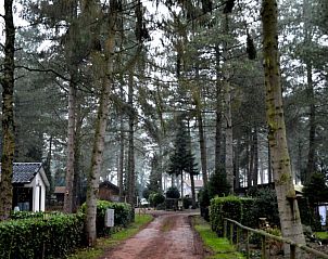 Toegangspad omgeven door bomen bij Chalet Sigal in Poppel, Antwerpen. Ervaar de rust en natuurlijke omgeving.