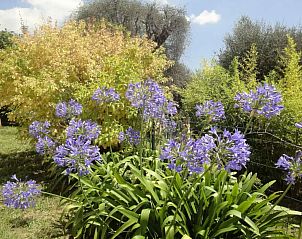Unterkunft 048124816 - Appartement Provence / Cote d'Azur - La Pascaline
