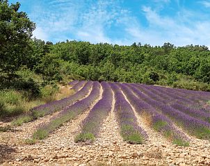 Unterkunft 04829805 - Ferienhaus Provence / Cote d'Azur - Vakantiehuis La Chênaie