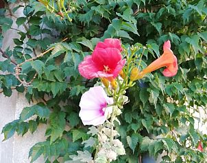 Guest house 04834305 - Holiday property Provence / Cote d'Azur - Huisje in Valras