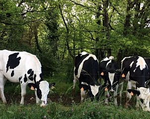 Verblijf 04925307 - Vakantiewoning Midi / Pyrenees - Huisje in Thedirac