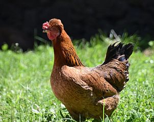 Verblijf 04960602 - Vakantiewoning Midi / Pyrenees - Huisje in Castelnau Durban