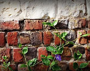 Verblijf 05229102 - Vakantiewoning Nord / Pas de Calais - Huisje in Mont Saint Eloi