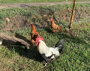 Verblijf 05417801 - Vakantiewoning Aquitaine - Huisje in Saint Cirq Madelon