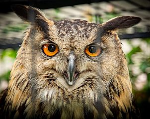 Verblijf 054603404 - Vakantiewoning Aquitaine - Gite La Folie