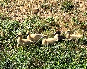 Unterkunft 0547911 - Ferienhaus Aquitaine - Vakantiehuisje in Tourtoirac