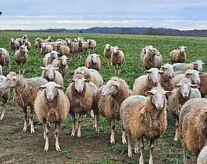 Unterkunft 05483205 - Ferienhaus Aquitaine - Vakantiehuisje in SAINT GENIES
