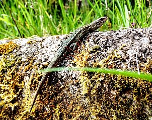 Unterkunft 0552701 - Ferienhaus Picardie - Vakantiehuis in Besmont