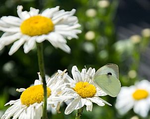 Genieen Sie die natrliche Umgebung des Ferienhauses in Herderen, Limburg, Belgien mit Schmetterlingen auf Blumen im Garten.