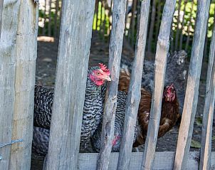 Unterkunft 058904 - Ferienhaus Limburg - Vakantiehuis in Herderen
