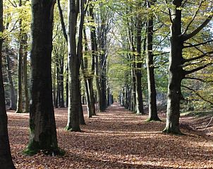 Unterkunft 060808 - Ferienhaus Friese bossen - Vakantiehuisje Gaasterland Oudemirdum