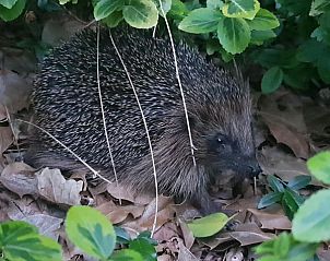 Unterkunft 060808 - Ferienhaus Friese bossen - Vakantiehuisje Gaasterland Oudemirdum