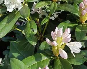 Guest house 0668203 - Holiday property Liege - Vakantiehuis in Sankt Vith