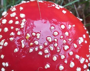 Guest house 0668203 - Holiday property Liege - Vakantiehuis in Sankt Vith