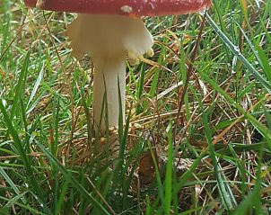 Guest house 0668203 - Holiday property Liege - Vakantiehuis in Sankt Vith