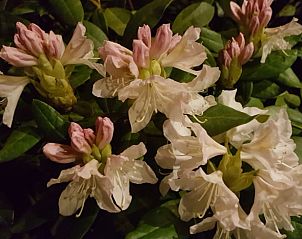 Guest house 0668203 - Holiday property Liege - Vakantiehuis in Sankt Vith