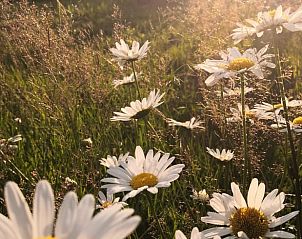 Verblijf 067801 - Vakantiewoning Ardennen (Luik) - Huisje in Küchelscheid