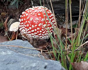 Verblijf 067801 - Vakantiewoning Ardennen (Luik) - Huisje in Küchelscheid