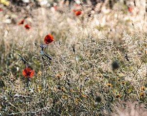 Guest house 070401 - Holiday property Hainaut - PIPOWAGEN