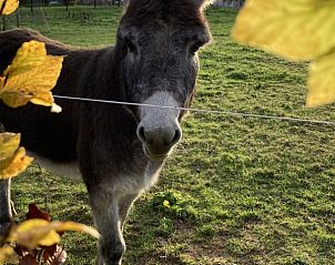 Verblijf 086703 - Vakantiewoning Ardennen (Namen) - Le Wagon
